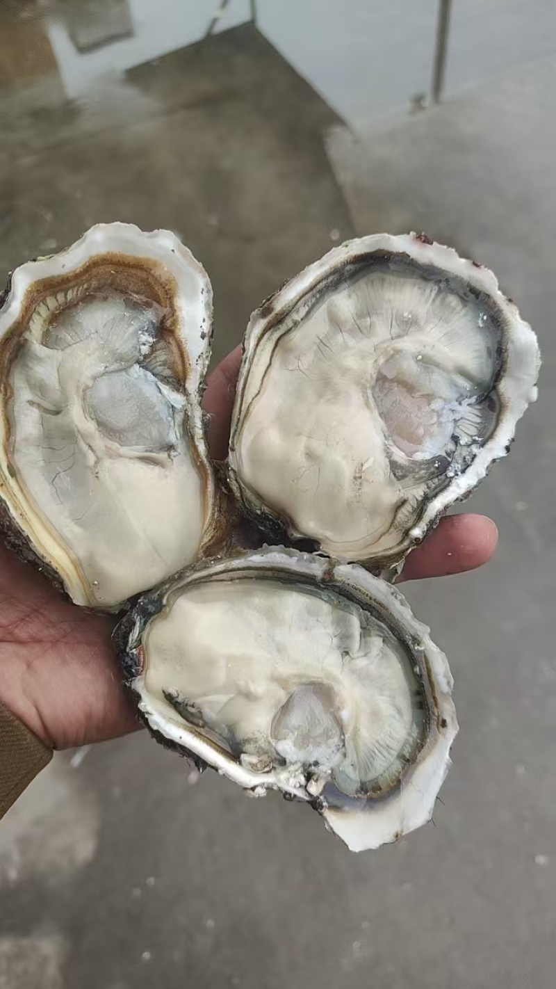 乳山生蚝养殖场直供商用摆摊高性价比优选