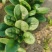 小颗菠菜