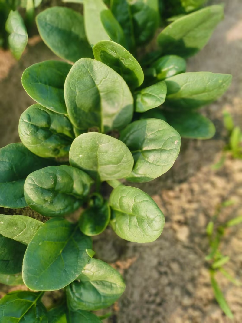 小颗菠菜
