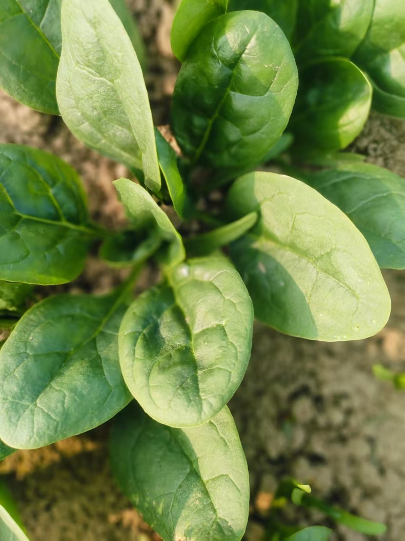 小颗菠菜