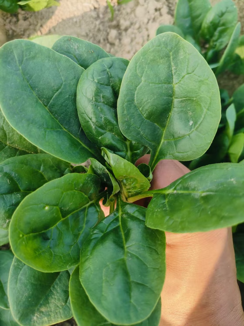 小颗菠菜