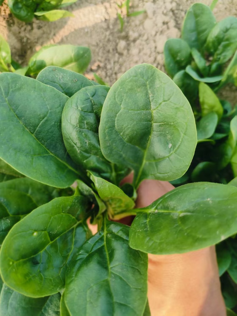 小颗菠菜