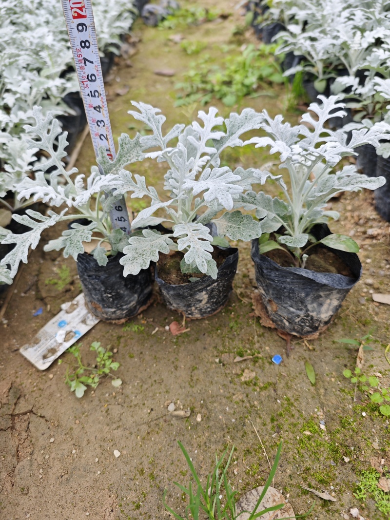 银叶菊高度15到25厘米袋苗