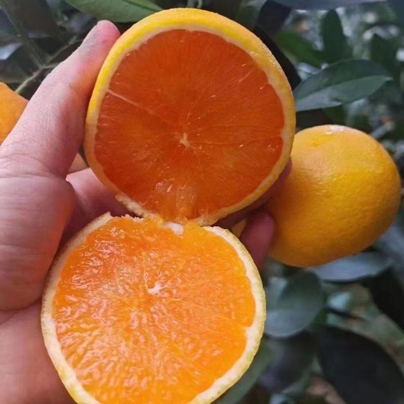 九月红果冻橙,皮薄水分足，果肉细腻无渣，果面干净