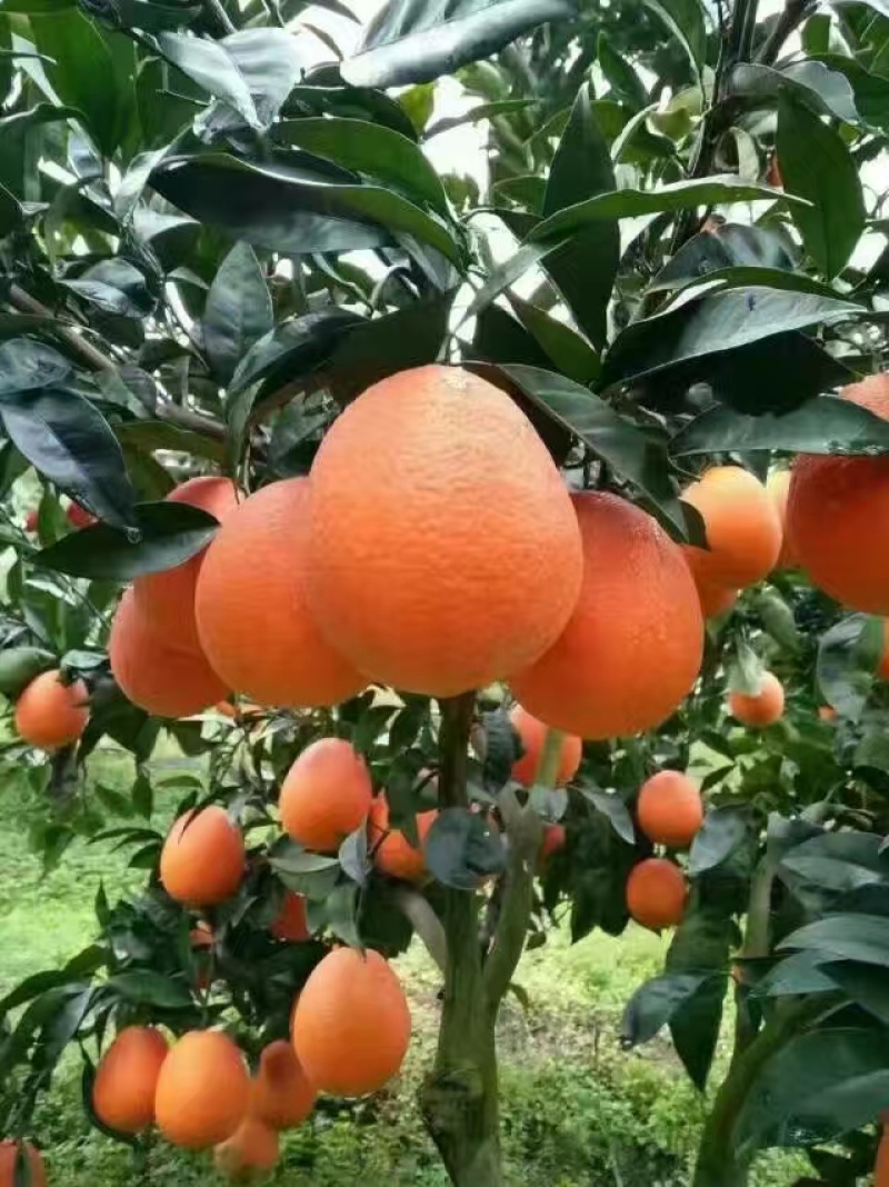 九月红果冻橙,皮薄水分足，果肉细腻无渣，果面干净