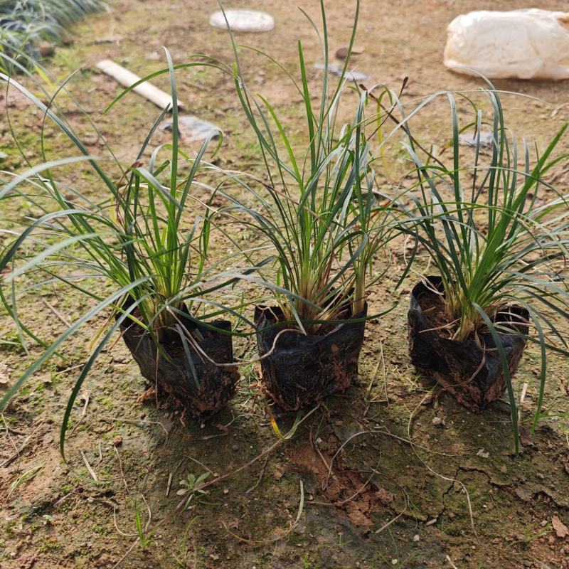 麦冬草麦冬地被小苗福建漳州苗木基地