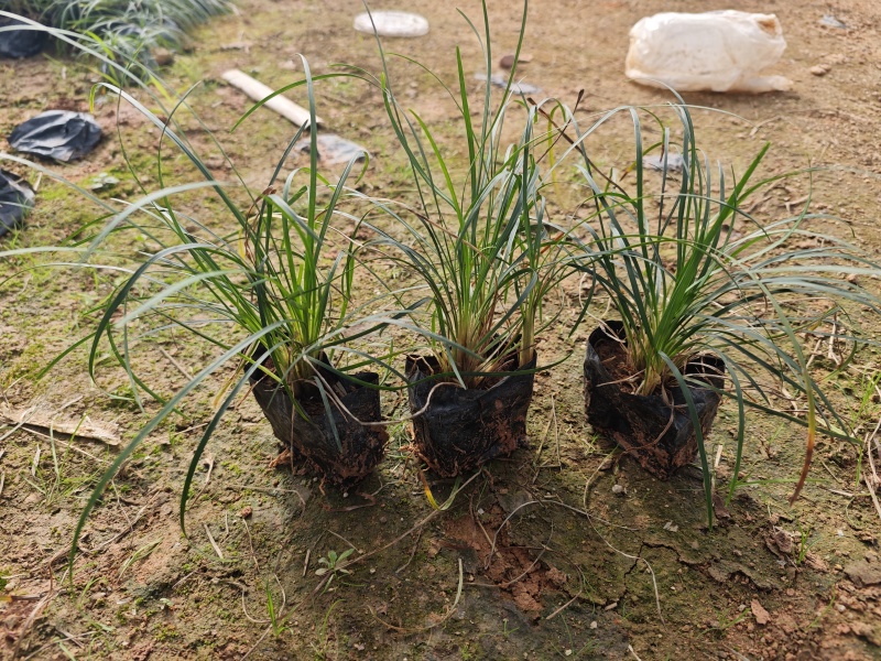 麦冬草麦冬地被小苗福建漳州苗木基地