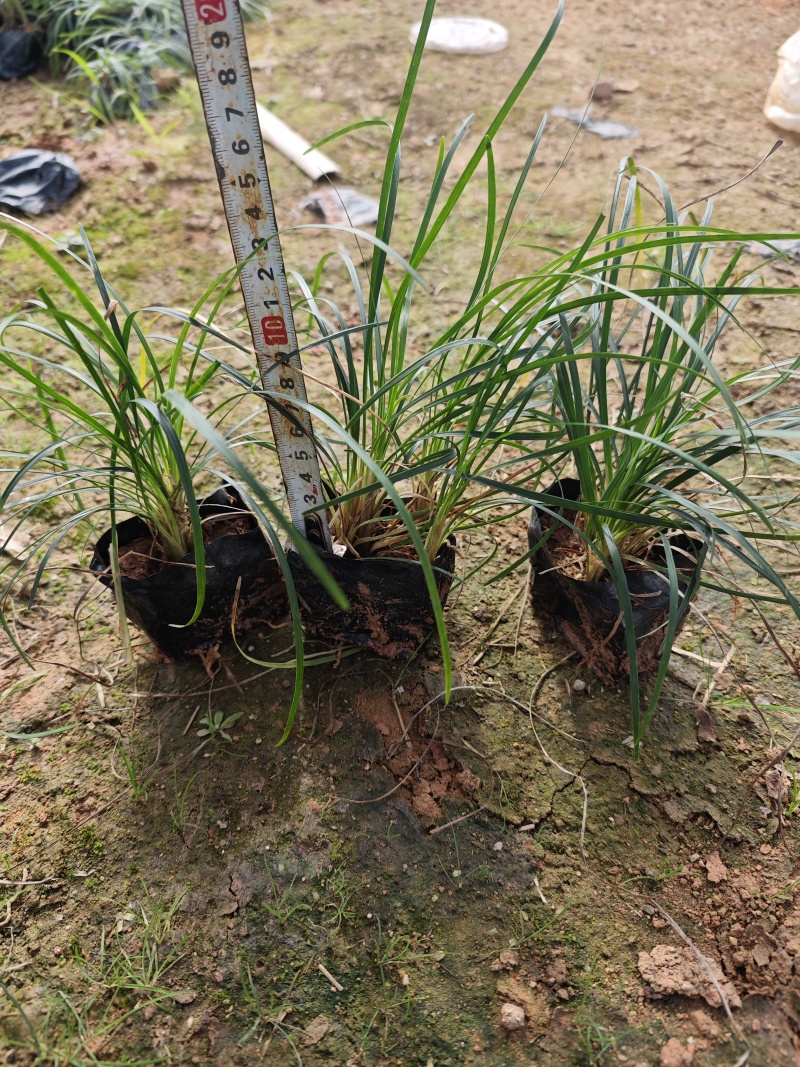 麦冬草麦冬地被小苗福建漳州苗木基地