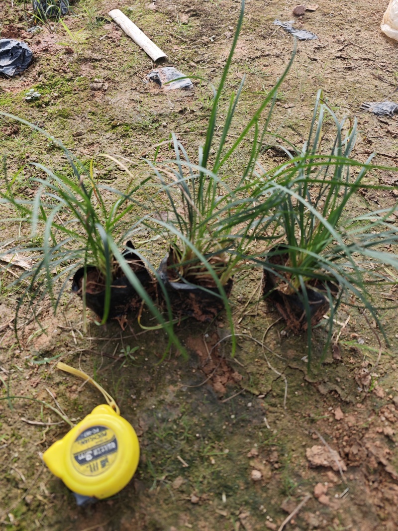 麦冬草麦冬地被小苗福建漳州苗木基地