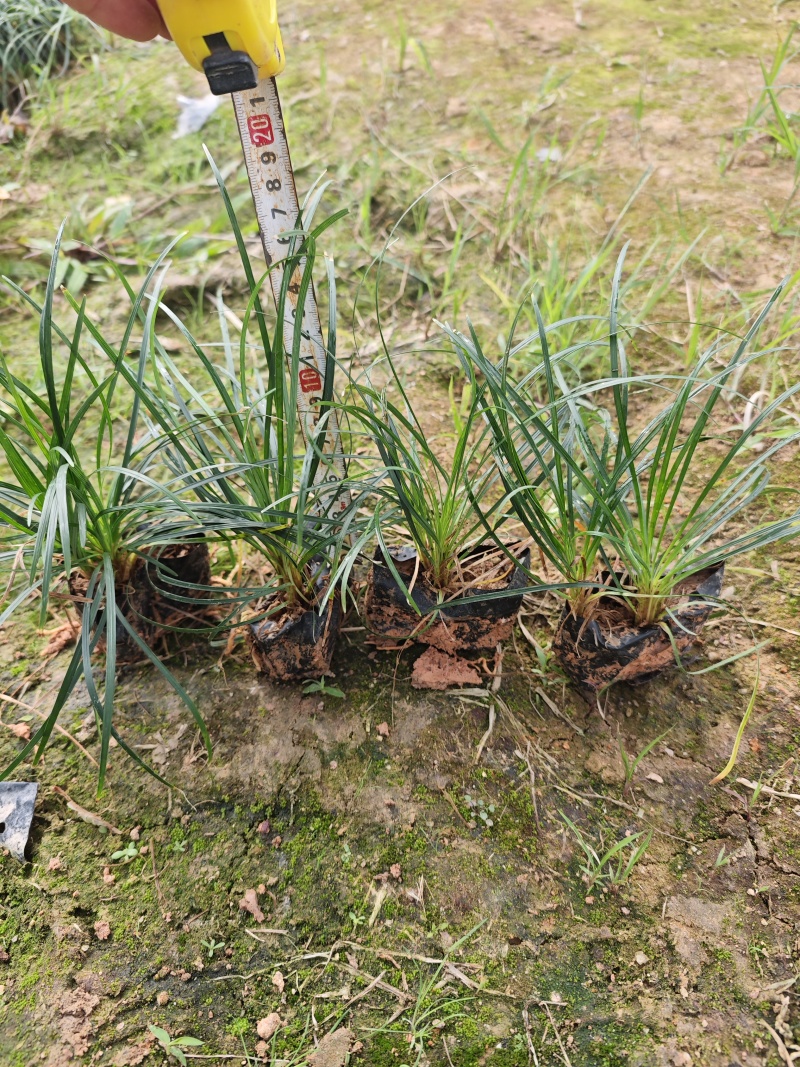 麦冬草麦冬地被小苗福建漳州苗木基地