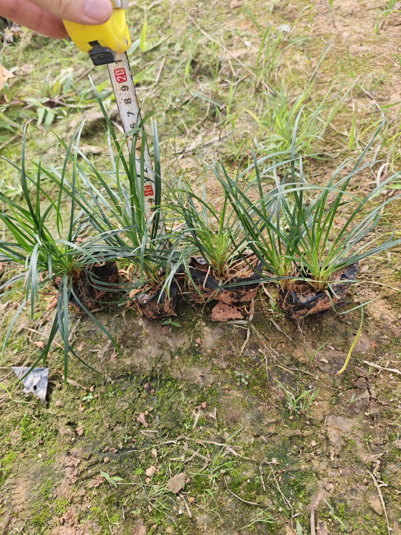 麦冬草麦冬地被小苗福建漳州苗木基地
