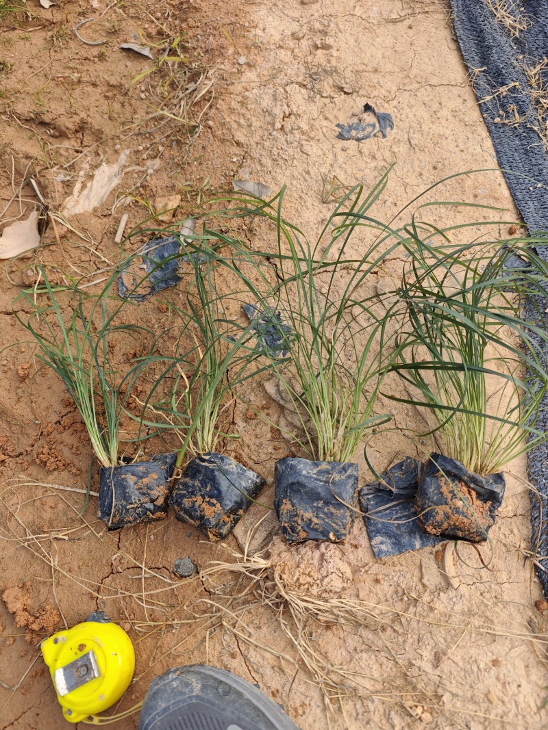 麦冬草麦冬地被小苗福建漳州苗木基地