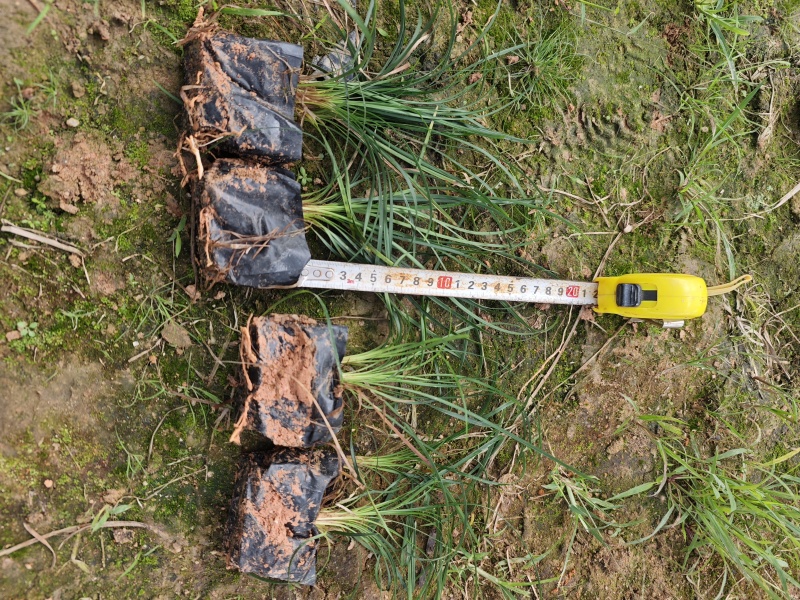 麦冬草麦冬地被小苗福建漳州苗木基地