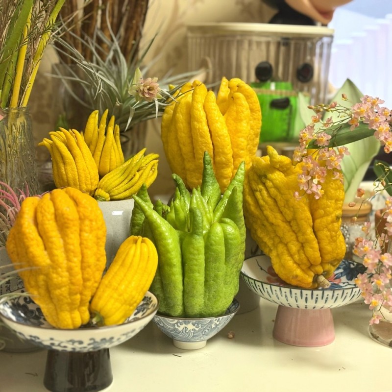云南高原云佛手