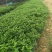 胡椒木高度20到25厘米大量现货供应种植基地批发