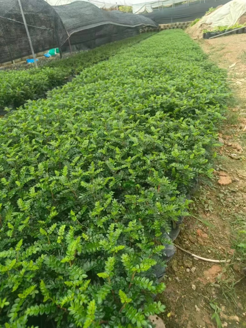 胡椒木高度20到25厘米大量现货供应种植基地批发