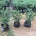 胡椒木高度20到25厘米大量现货供应种植基地批发