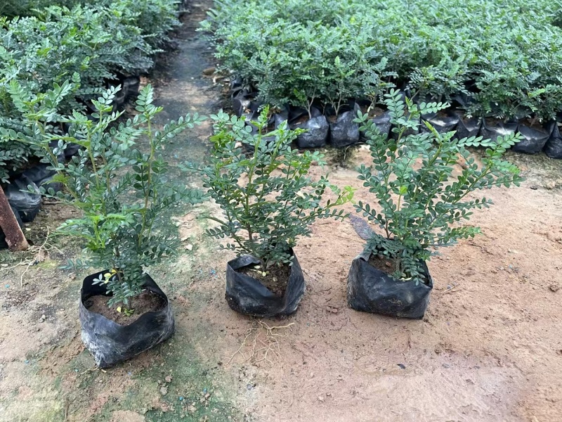 胡椒木高度20到25厘米大量现货供应种植基地批发