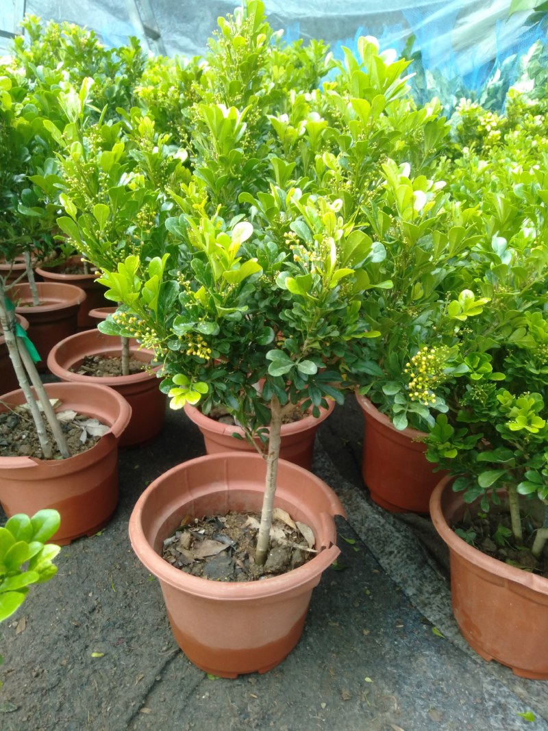 独杆米兰香水米兰四季开花浓香型米兰老桩米兰老桩特大