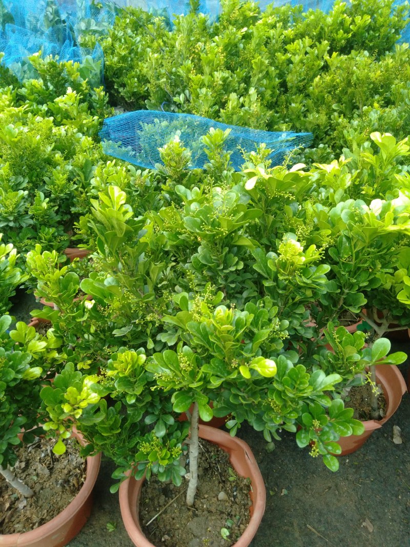 独杆米兰香水米兰四季开花浓香型米兰老桩米兰老桩特大