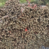 水杨桃枝条