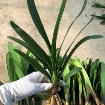 特价处理开花观叶植物2到5年大小君子兰鲜花盆栽花卉