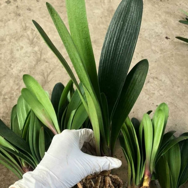 特价处理开花观叶植物2到5年大小君子兰鲜花盆栽花卉