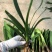 特价处理开花观叶植物2到5年大小君子兰鲜花盆栽花卉