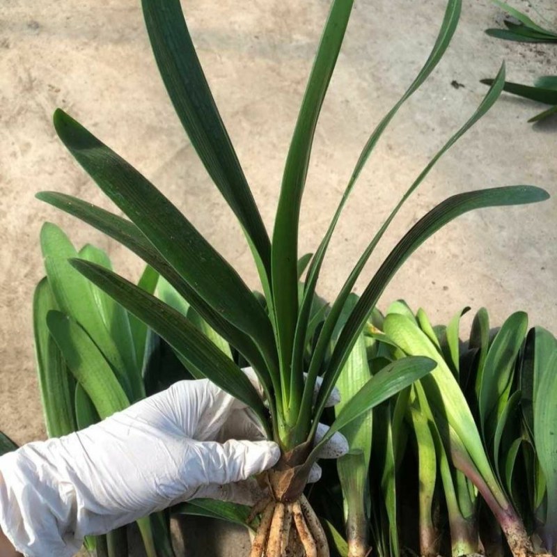 特价处理开花观叶植物2到5年大小君子兰鲜花盆栽花卉