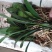 特价处理开花观叶植物2到5年大小君子兰鲜花盆栽花卉