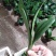特价处理开花观叶植物2到5年大小君子兰鲜花盆栽花卉