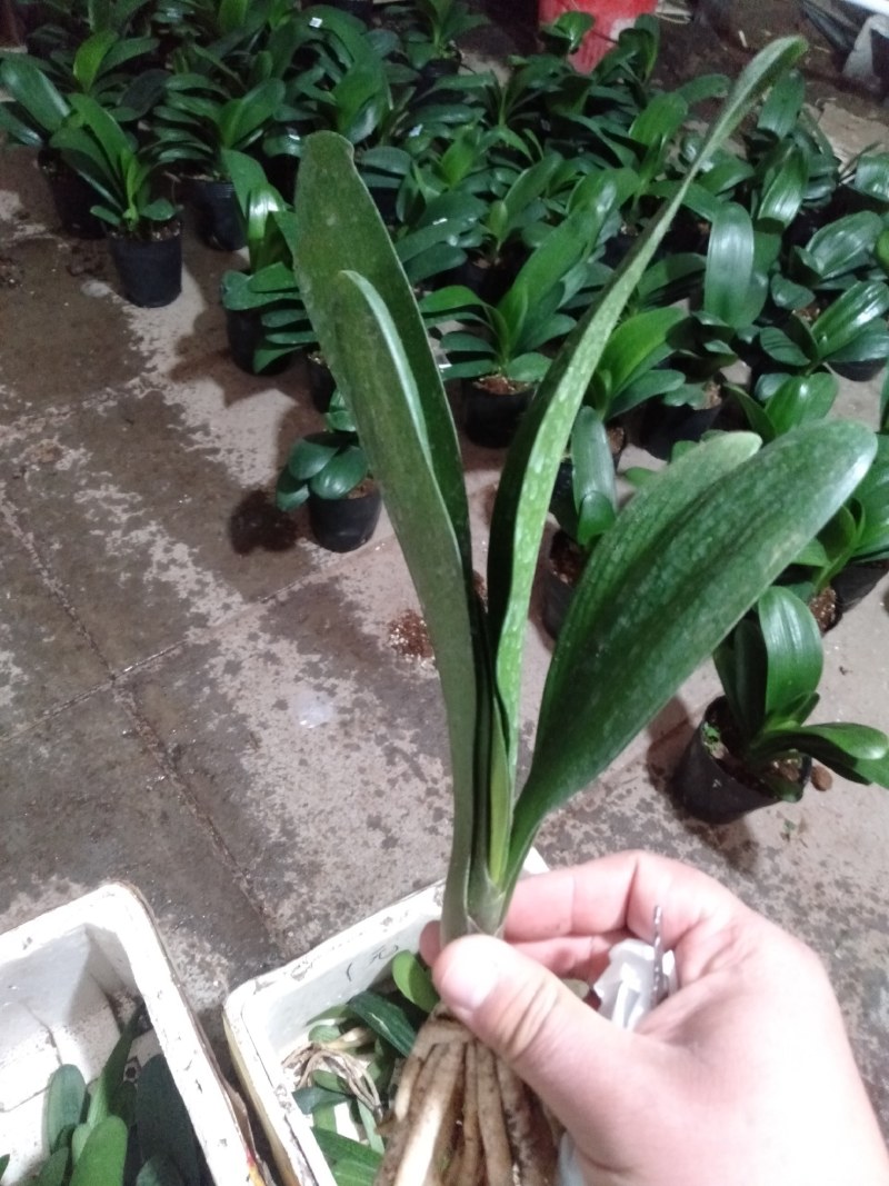 特价处理开花观叶植物2到5年大小君子兰鲜花盆栽花卉
