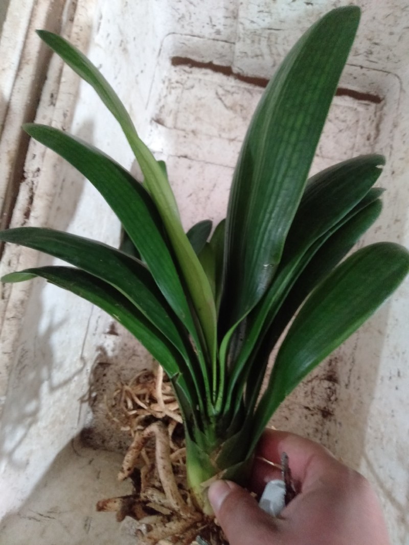 特价处理开花观叶植物2到5年大小君子兰鲜花盆栽花卉