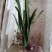 特价处理开花观叶植物2到5年大小君子兰鲜花盆栽花卉