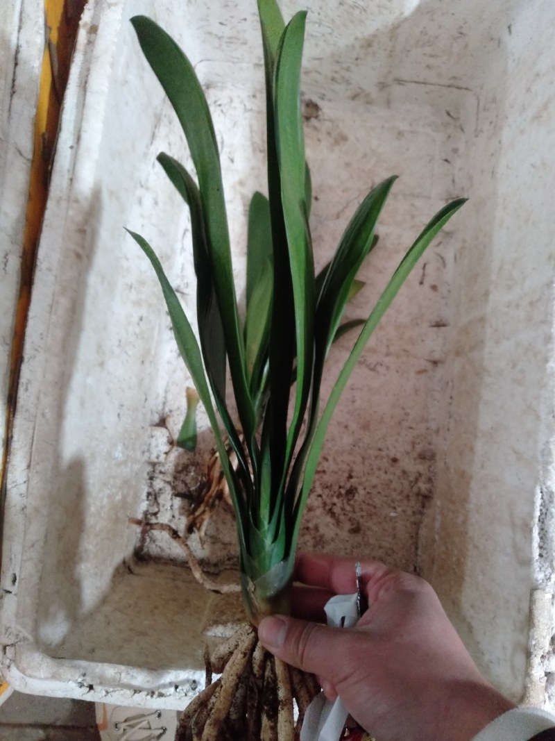 特价处理开花观叶植物2到5年大小君子兰鲜花盆栽花卉