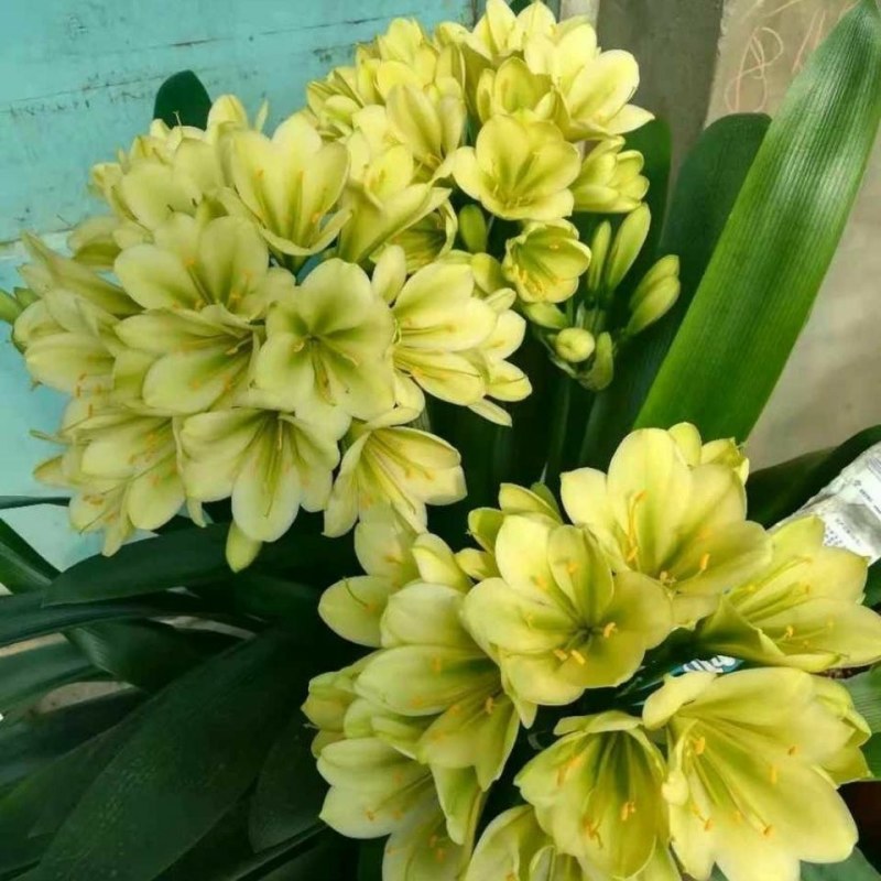 特价处理开花观叶植物2到5年大小君子兰鲜花盆栽花卉