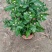 大量春节菊花、盆栽菊花、黄菊花、红菊花、紫菊花、年宵菊花