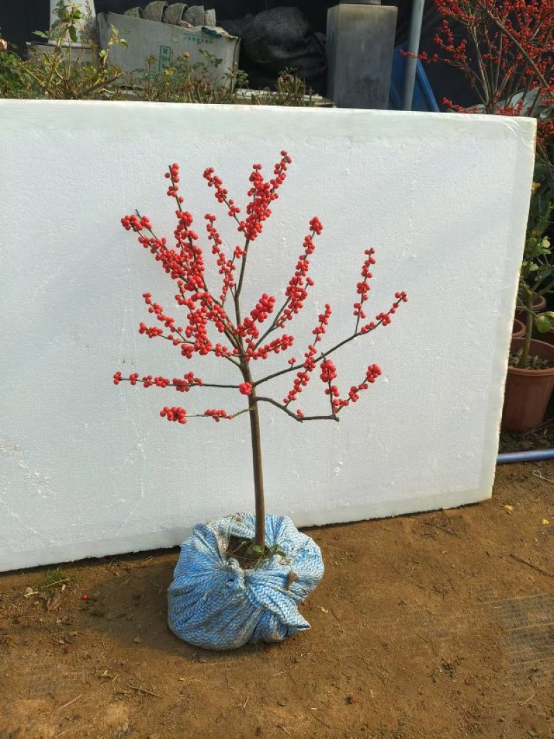 北美冬青盆栽带红果年宵花桌面组合盆景室内客厅绿植物喜庆吉