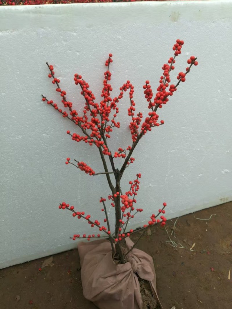 北美冬青盆栽带红果年宵花桌面组合盆景室内客厅绿植物喜庆吉
