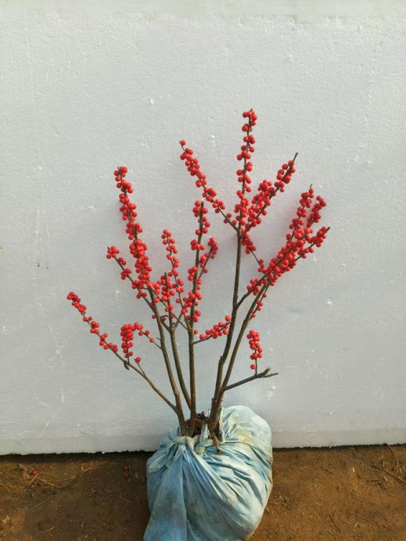 北美冬青盆栽带红果年宵花桌面组合盆景室内客厅绿植物喜庆吉
