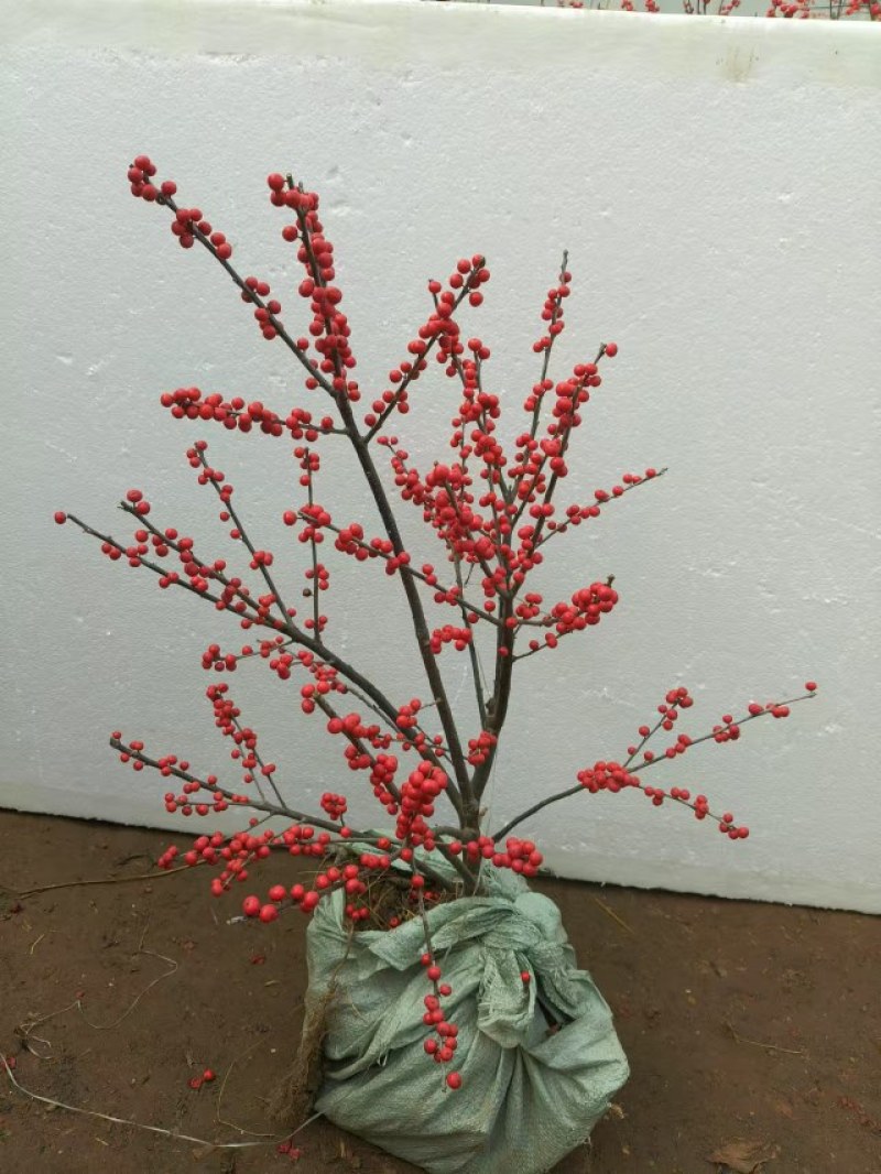 北美冬青盆栽带红果年宵花桌面组合盆景室内客厅绿植物喜庆吉
