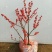北美冬青盆栽带红果年宵花桌面组合盆景室内客厅绿植物喜庆吉