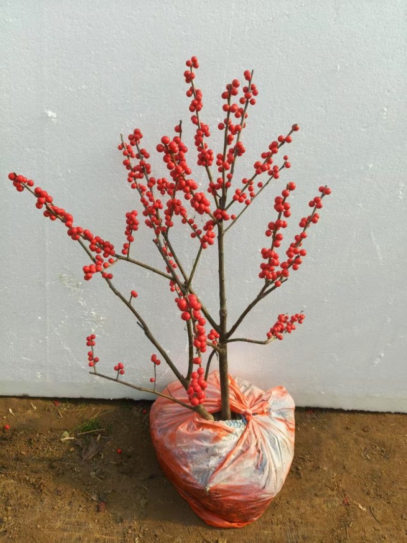 北美冬青盆栽带红果年宵花桌面组合盆景室内客厅绿植物喜庆吉