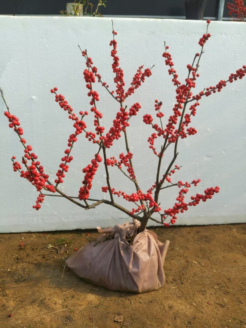 北美冬青盆栽带红果年宵花桌面组合盆景室内客厅绿植物喜庆吉