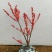 北美冬青盆栽带红果年宵花桌面组合盆景室内客厅绿植物喜庆吉