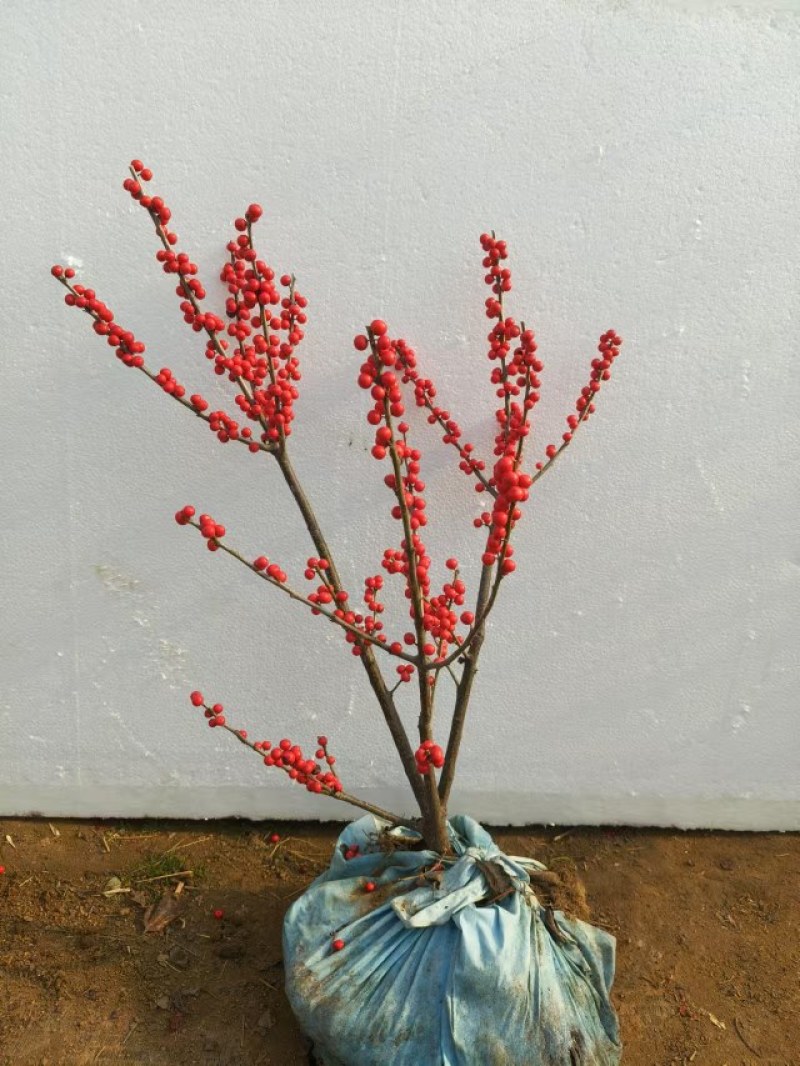 北美冬青盆栽带红果年宵花桌面组合盆景室内客厅绿植物喜庆吉
