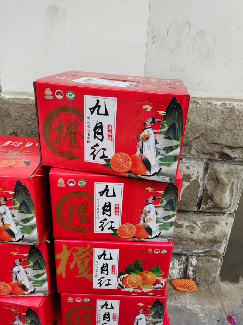 【九月红脐橙】湖北秭归产地直供现摘现发价格美丽欢迎订购