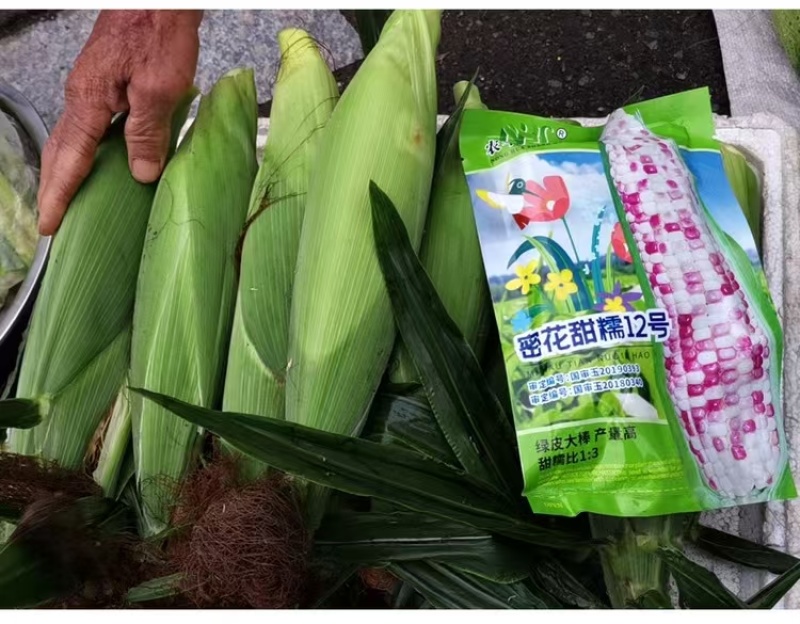 密花甜糯12号彩甜糯玉米种子绿皮大棒甜加糯鲜食玉米种国审