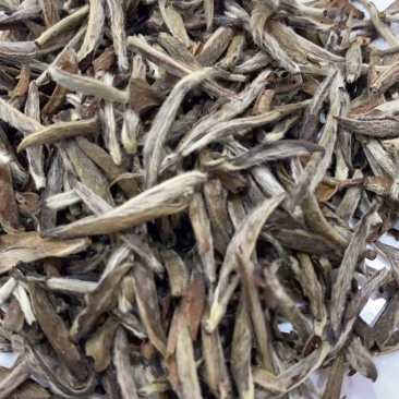 福鼎白茶高山茶，源头货源