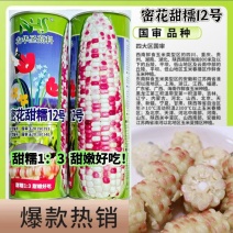 密花甜糯12号彩甜糯玉米种子绿皮大棒甜加糯鲜食玉米种国审